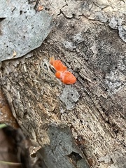 Tulasnella aurantiaca