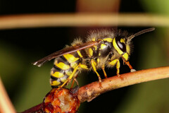Vespula flavopilosa