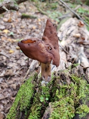 Gyromitra infula