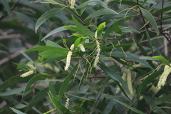 Acacia polystachya