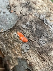 Tulasnella aurantiaca