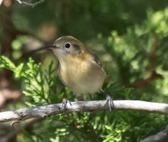 Peucedramus taeniatus