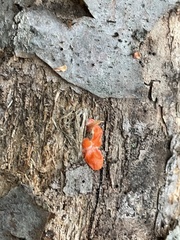 Tulasnella aurantiaca