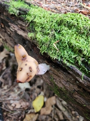 Gyromitra infula