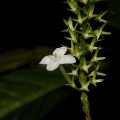 Gonzalagunia hirsuta