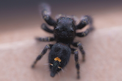 Phidippus audax