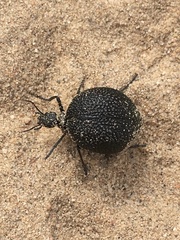 Cysteodemus wislizeni