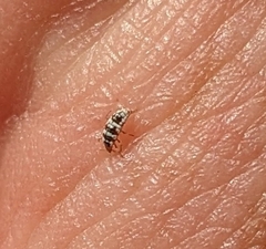 Psyllobora vigintimaculata