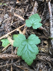 Tolmiea diplomenziesii