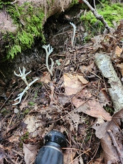 Clavulina rugosa