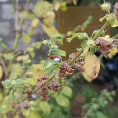 Mesosphaerum suaveolens