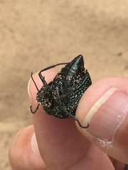 Cysteodemus wislizeni