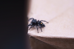 Phidippus audax