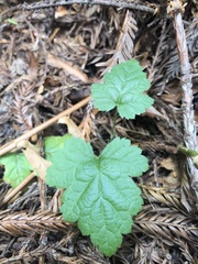 Tolmiea diplomenziesii