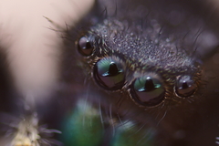 Phidippus audax