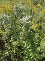 Eupatorium altissimum