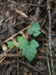 Tolmiea diplomenziesii