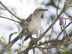Mimus gilvus