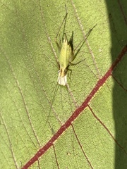 Oecanthus forbesi