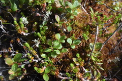 Vaccinium cespitosum