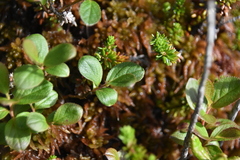 Vaccinium cespitosum