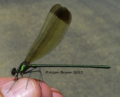 Calopteryx dimidiata
