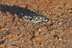 Cicindela ocellata