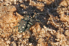 Cicindela ocellata