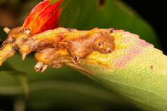 Gymnosporangium sabinae