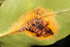 Gymnosporangium sabinae