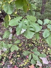 Quercus bicolor