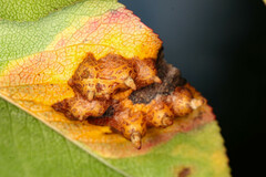 Gymnosporangium sabinae