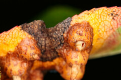 Gymnosporangium sabinae