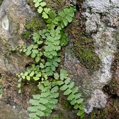 Adiantum capillus-veneris