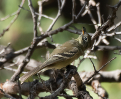 Empidonax affinis