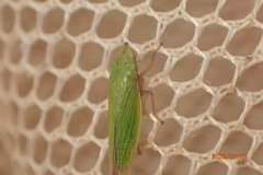 Draeculacephala balli