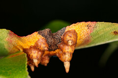 Gymnosporangium sabinae