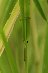 Orchelimum pulchellum