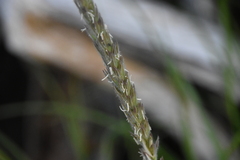 Leymus mollis