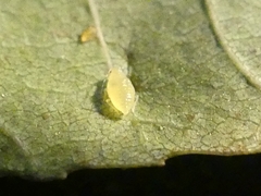 Monellia caryella