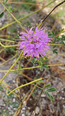 Dalea purpurea