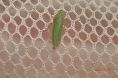 Draeculacephala balli