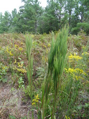 Andropogon glomeratus
