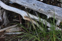 Leymus mollis