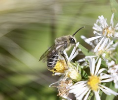 Colletes compactus compactus