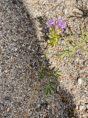 Dalea purpurea