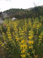 Phlomis lychnitis