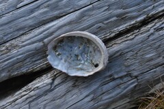 Haliotis kamtschatkana