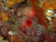 Microcosmus polymorphus