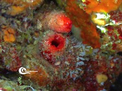 Microcosmus polymorphus